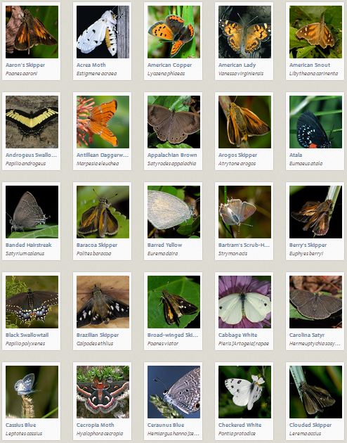 Florida Caterpillar Identification Chart